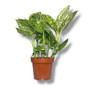 Растения для кафе и ресторанов 3 Растения для кафе и ресторанов