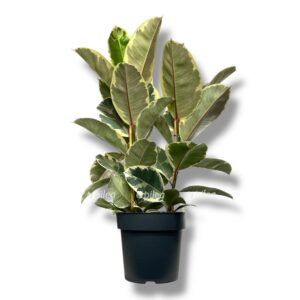 Растения для кафе и ресторанов 4 Растения для кафе и ресторанов