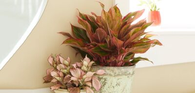 Комнатные растения для квартиры: учитываем специфику помещений 2 Комнатные растения для квартиры: учитываем специфику помещений