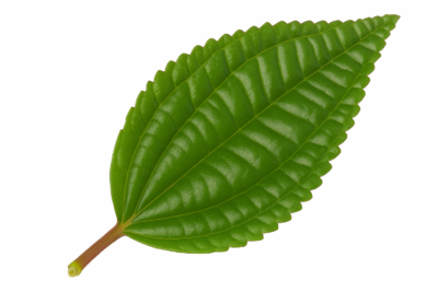 «Пилея: виды, уход, размножение и особенности выращивания в домашних условиях» 2 «Пилея: виды, уход, размножение и особенности выращивания в домашних условиях»