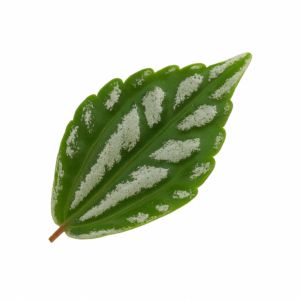 «Пилея: виды, уход, размножение и особенности выращивания в домашних условиях» 5 «Пилея: виды, уход, размножение и особенности выращивания в домашних условиях»