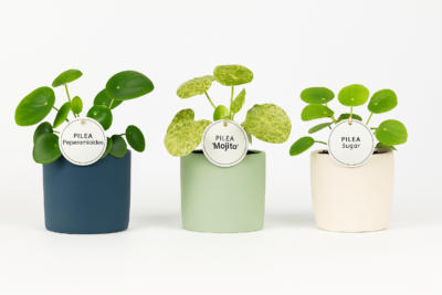 Pilea Peperomioides — уход, разновидности, где купить с доставкой в России 2 Pilea Peperomioides — уход, разновидности, где купить с доставкой в России