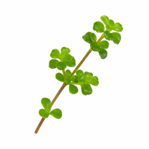 «Пилея: виды, уход, размножение и особенности выращивания в домашних условиях» 7 «Пилея: виды, уход, размножение и особенности выращивания в домашних условиях»