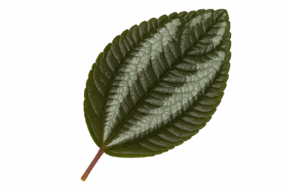 «Пилея: виды, уход, размножение и особенности выращивания в домашних условиях» 3 «Пилея: виды, уход, размножение и особенности выращивания в домашних условиях»