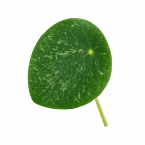 «Пилея: виды, уход, размножение и особенности выращивания в домашних условиях» 13 «Пилея: виды, уход, размножение и особенности выращивания в домашних условиях»