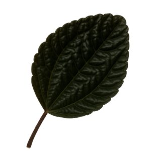 «Пилея: виды, уход, размножение и особенности выращивания в домашних условиях» 10 «Пилея: виды, уход, размножение и особенности выращивания в домашних условиях»