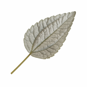 «Пилея: виды, уход, размножение и особенности выращивания в домашних условиях» 11 «Пилея: виды, уход, размножение и особенности выращивания в домашних условиях»