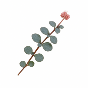 «Пилея: виды, уход, размножение и особенности выращивания в домашних условиях» 9 «Пилея: виды, уход, размножение и особенности выращивания в домашних условиях»