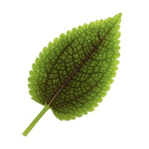 «Пилея: виды, уход, размножение и особенности выращивания в домашних условиях» 4 «Пилея: виды, уход, размножение и особенности выращивания в домашних условиях»