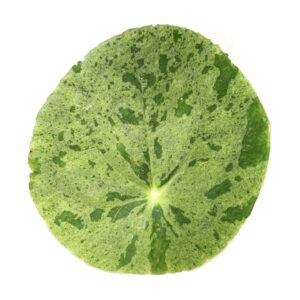 «Пилея: виды, уход, размножение и особенности выращивания в домашних условиях» 12 «Пилея: виды, уход, размножение и особенности выращивания в домашних условиях»