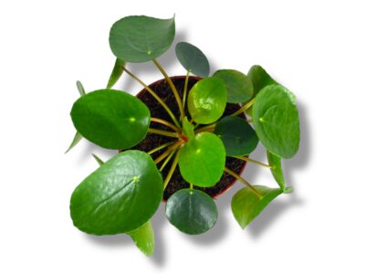 Pilea Peperomioides — уход, разновидности, где купить с доставкой в России 3 Pilea Peperomioides — уход, разновидности, где купить с доставкой в России