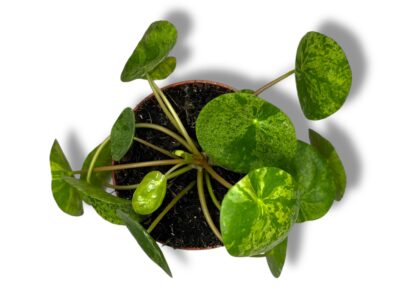 Pilea Peperomioides — уход, разновидности, где купить с доставкой в России 4 Pilea Peperomioides — уход, разновидности, где купить с доставкой в России