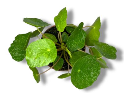 Pilea Peperomioides — уход, разновидности, где купить с доставкой в России 5 Pilea Peperomioides — уход, разновидности, где купить с доставкой в России