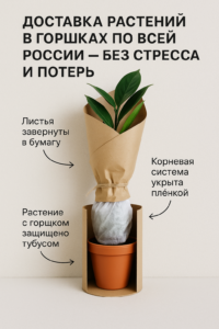 Доставка растений в горшках по всей России — без стресса и потерь 2 Доставка растений в горшках по всей России — без стресса и потерь