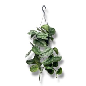 Растения для тех, кто часто уезжает 5 Растения для тех, кто часто уезжает