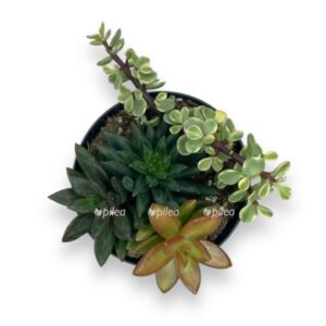 Растения для тех, кто часто уезжает 3 Растения для тех, кто часто уезжает