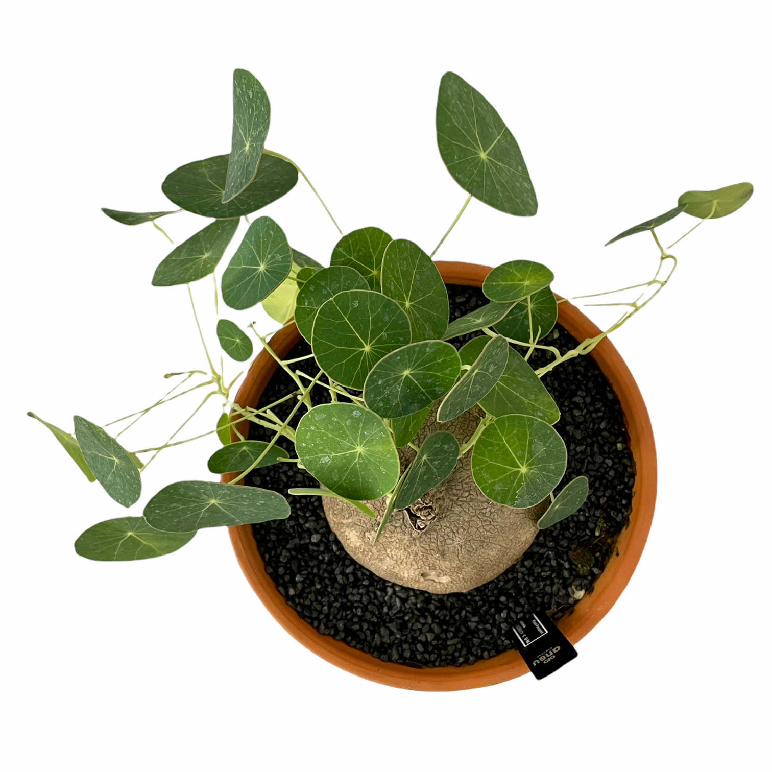 006c08aa 8111 4f6c a349 36ed0dc0f28b