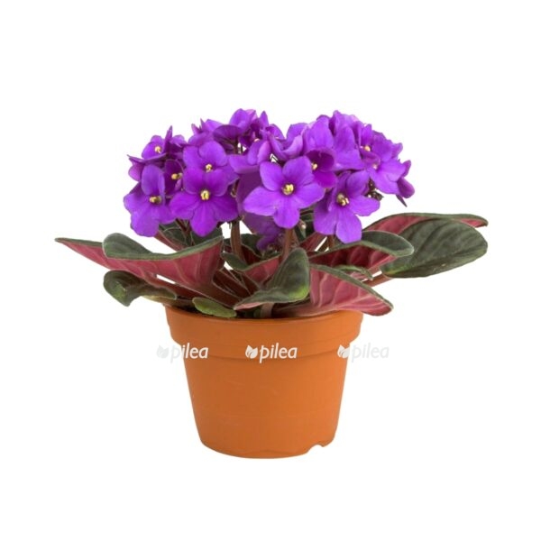 014c3427f1f12843a83635b925a113a4 1000x834 e1725710192787