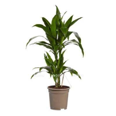 018ce2a9 3a12 4900 bf76 d8e69c6be1d9 e1725466260818