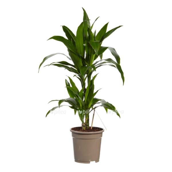 018ce2a9 3a12 4900 bf76 d8e69c6be1d9 e1725466260818