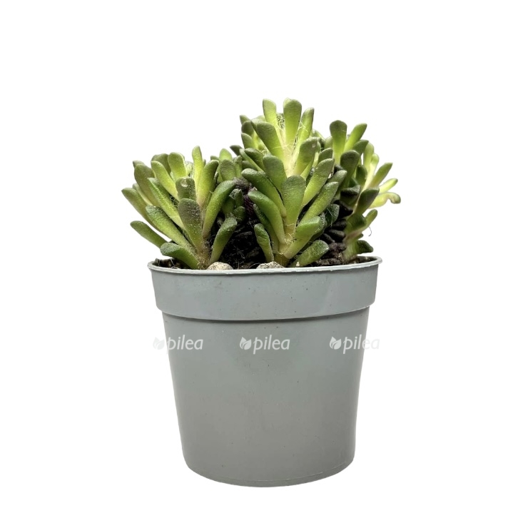 036cdcec f3bd 4ab5 a31f 597181bf03d4