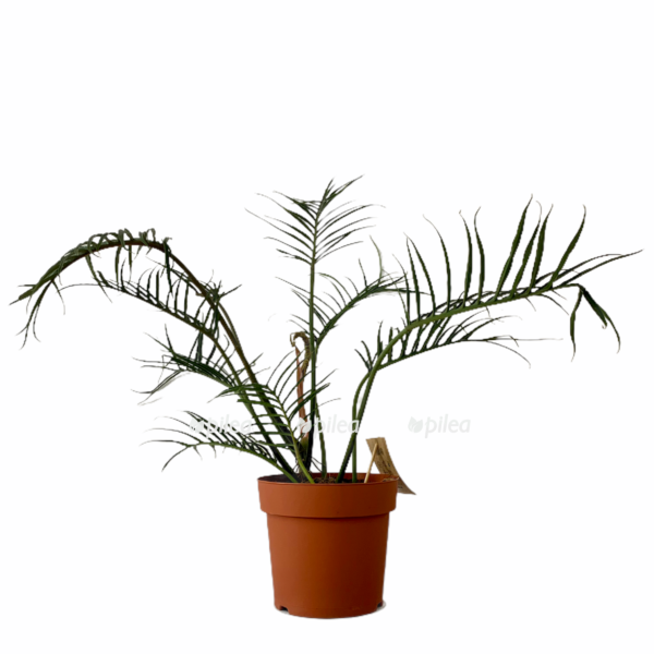 03b6ed10-e7ff-481e-bb22-926a0d89c56e-e1678988999351.png 03b6ed10 e7ff 481e bb22 926a0d89c56e e1678988999351