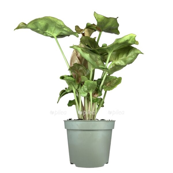 03c15356 2645 41b9 9fd6 85408060a423 e1678858997240