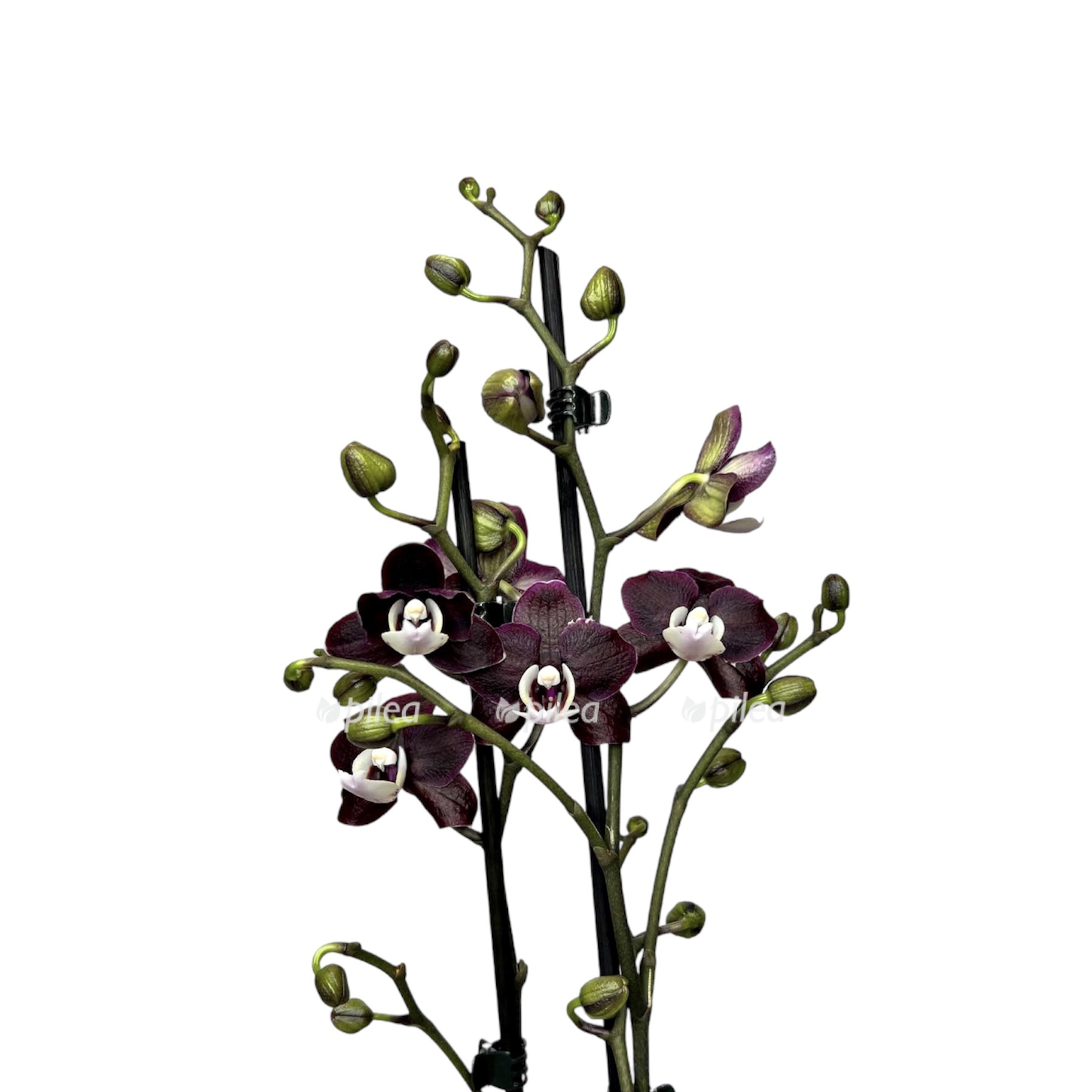 04ce576d 976e 4c42 b187 a1fa37976e8e