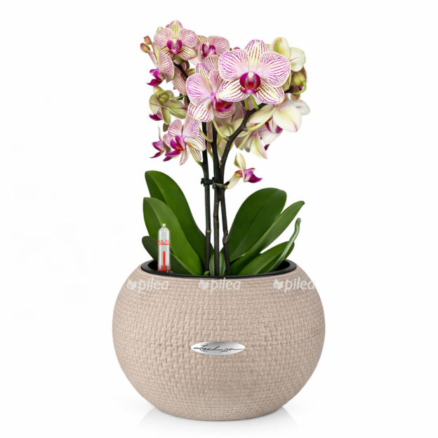 059397b8 1de7 4aaf 9657 edc0d6898b02 e1768234785604