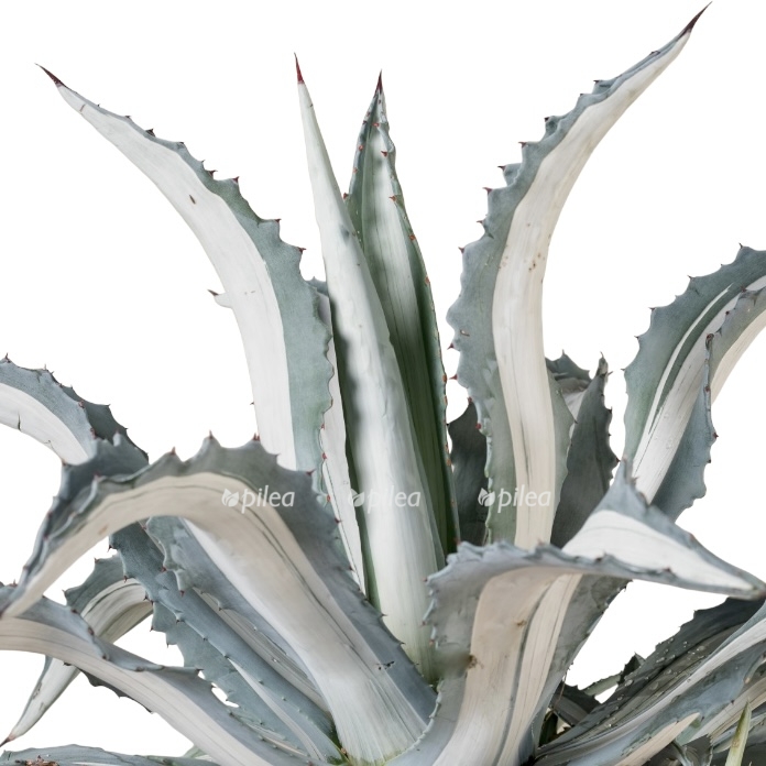 06c05879 f100 43ef 8f11 992d5235845b