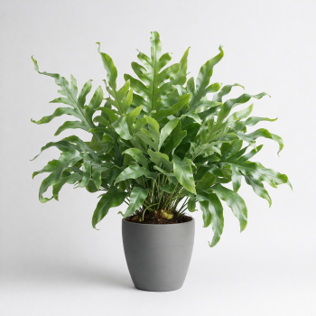 Папоротники купить