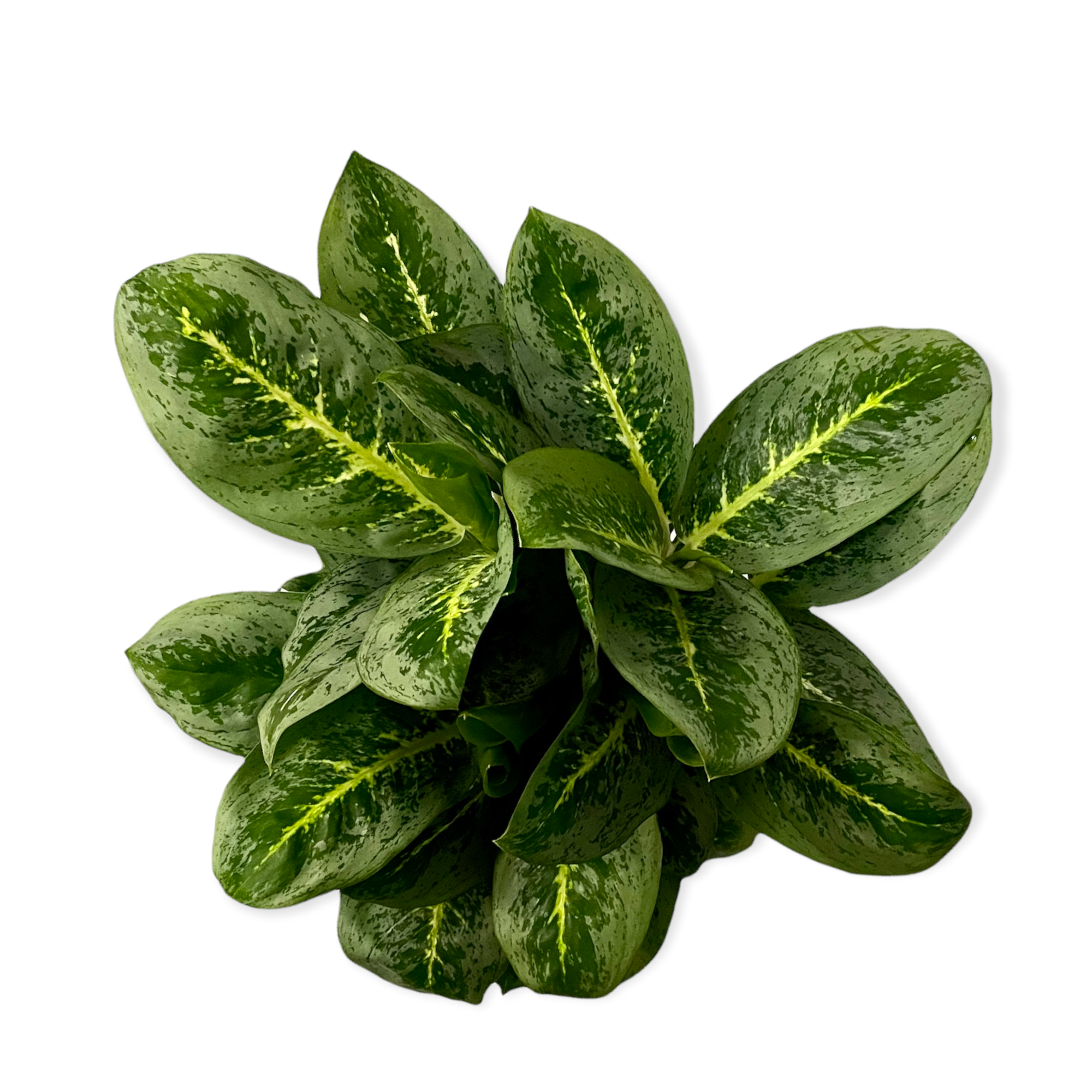 07c36a0c c388 4b9b 8e39 727fe0971ae7