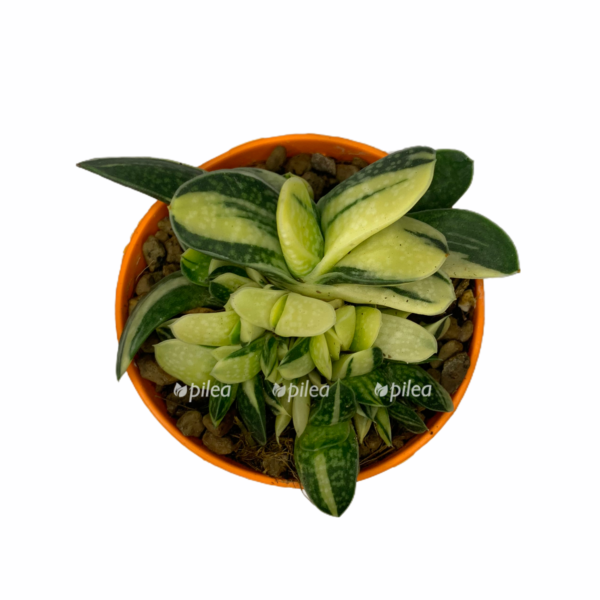 07e21ce4 90b1 40d6 9c1b af6757e7d6f1 e1626110862547