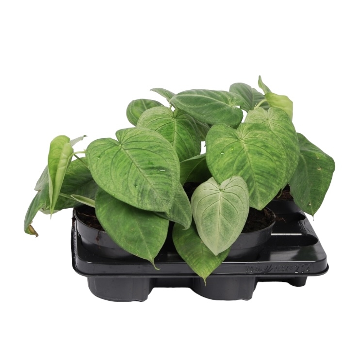 090620d6-9cec-4d44-baec-c54a3dfcf732.jpeg 090620d6 9cec 4d44 baec c54a3dfcf732