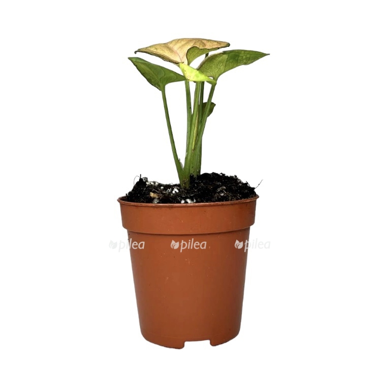 0966ea81-d80c-4b74-9743-a149bcd7a320.jpeg 0966ea81 d80c 4b74 9743 a149bcd7a320