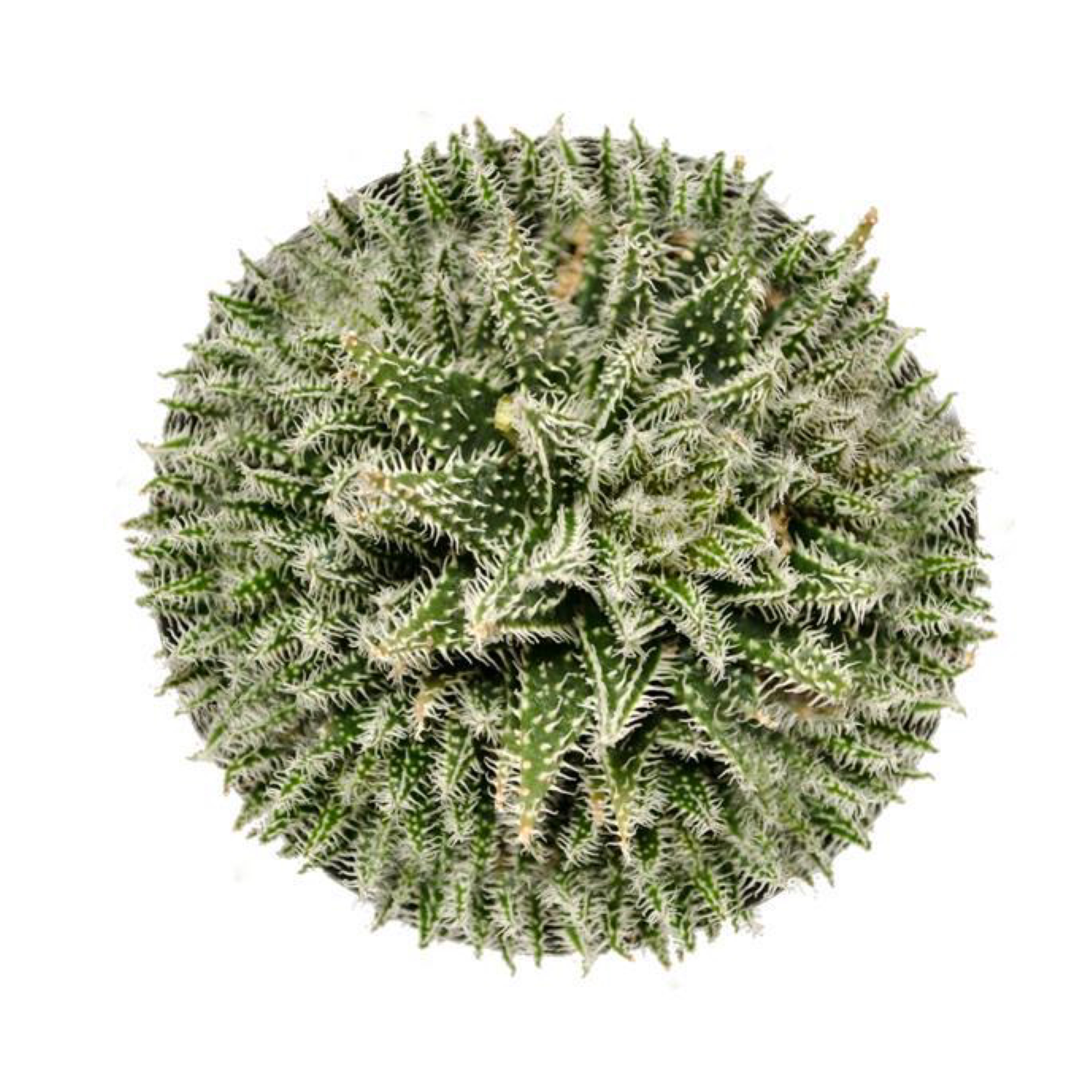 0a57d7c5 758f 4c7c 997d 4636a338405f