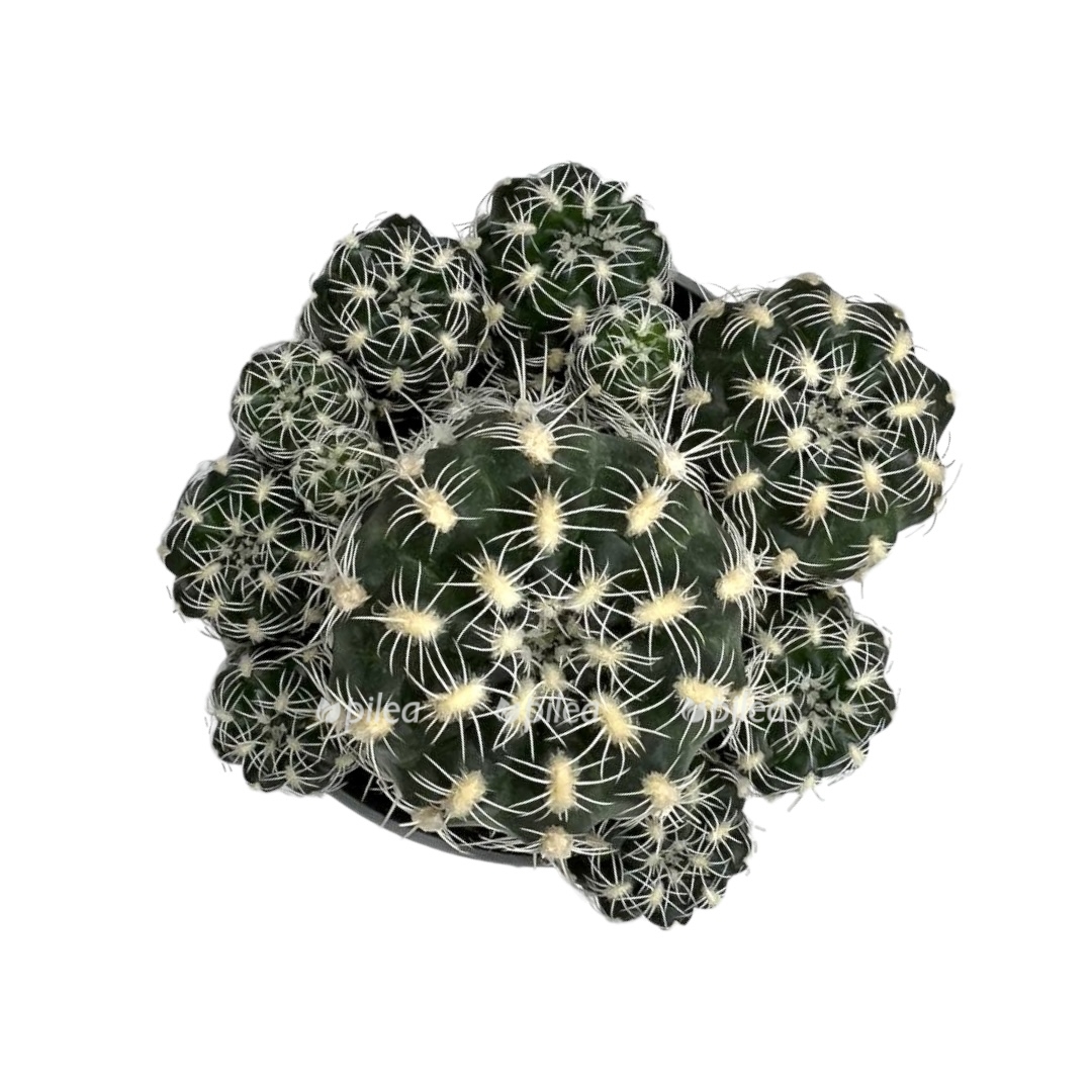 0b0acf4f 01dd 4e23 8f3f 35366404ed15