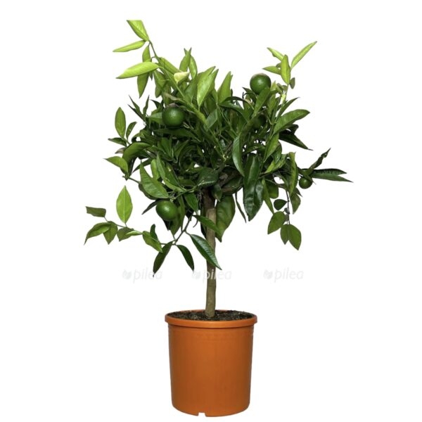 0d5c33f0 4225 46cd b2ec b881ea22672b e1666670617865