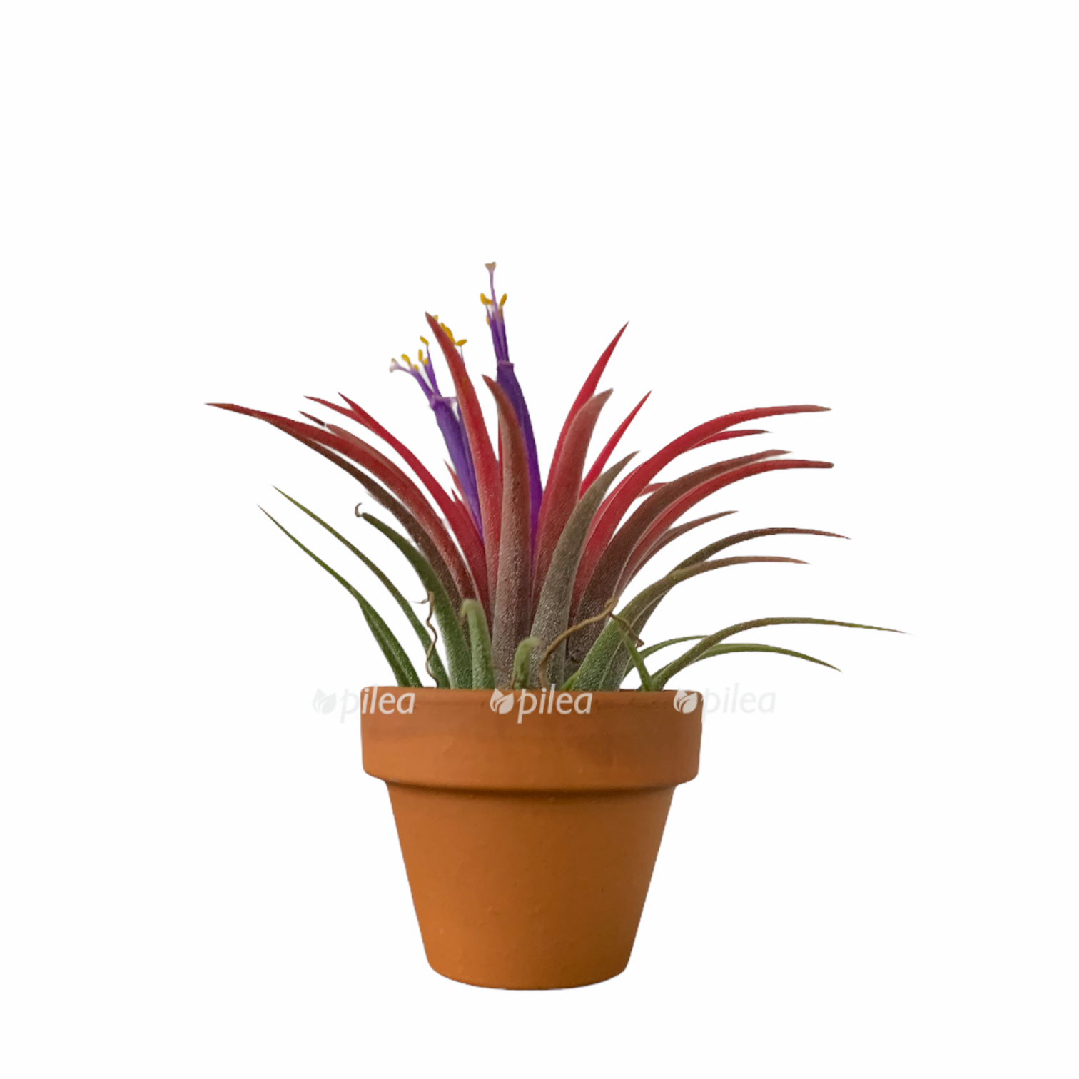 0ea1e336 8dd0 4a91 a66e 0ed4eaf6a1cc