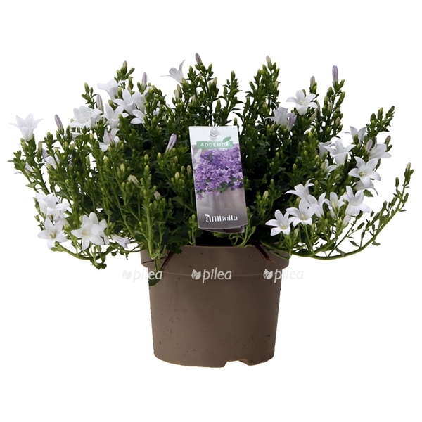 1101498_v_t5.jpg 1101498 v t5