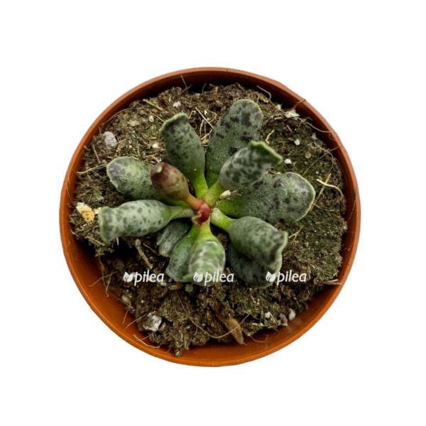 127ce4cc b36d 4250 ae4f 42eed25c2587 e1650216258367