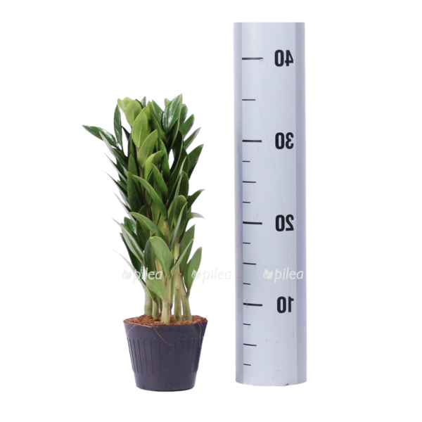 1336e0b8 572c 4360 afe2 5d08e718daa0 e1613229505997