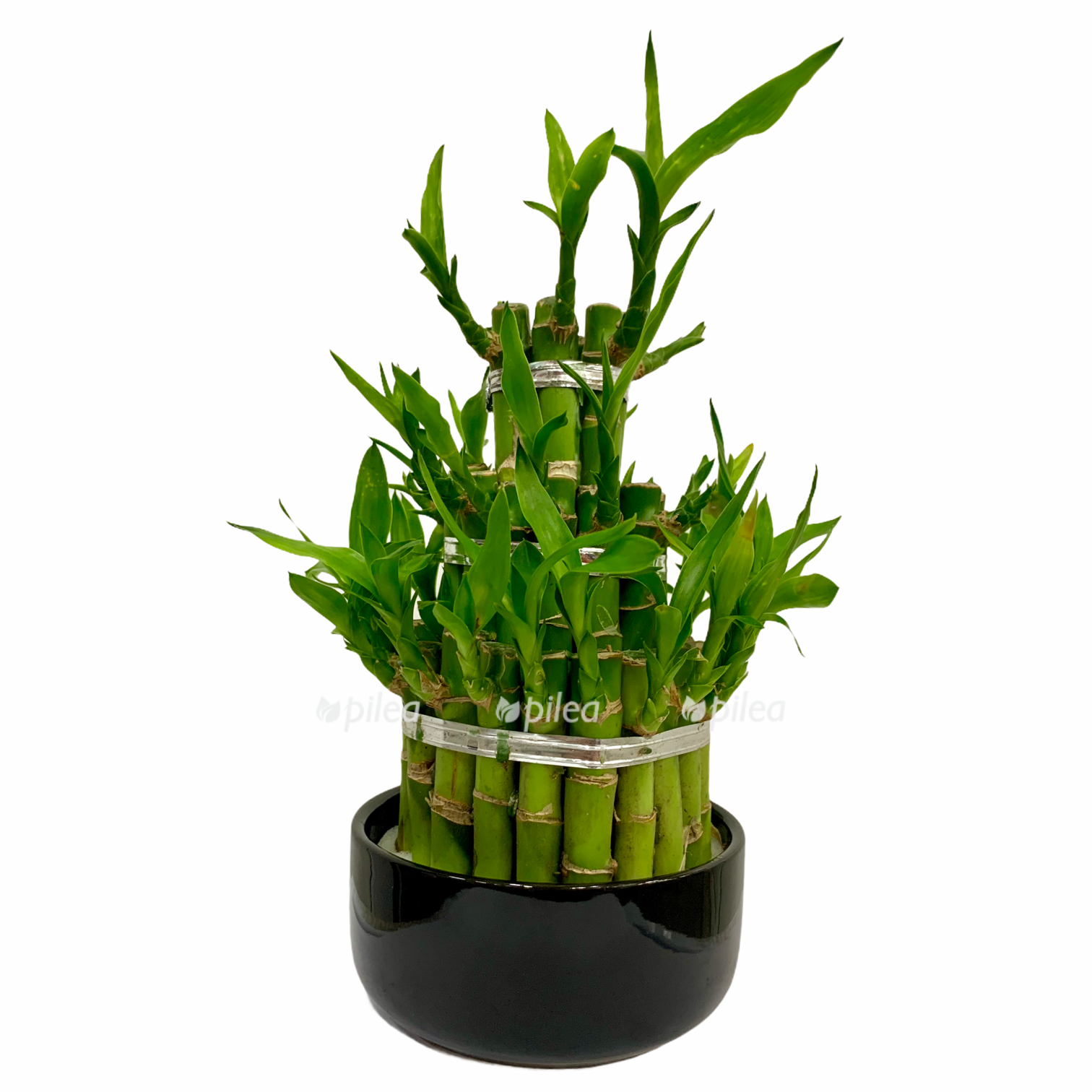 1337dfad 40fa 4b9c b181 1d6a10260536