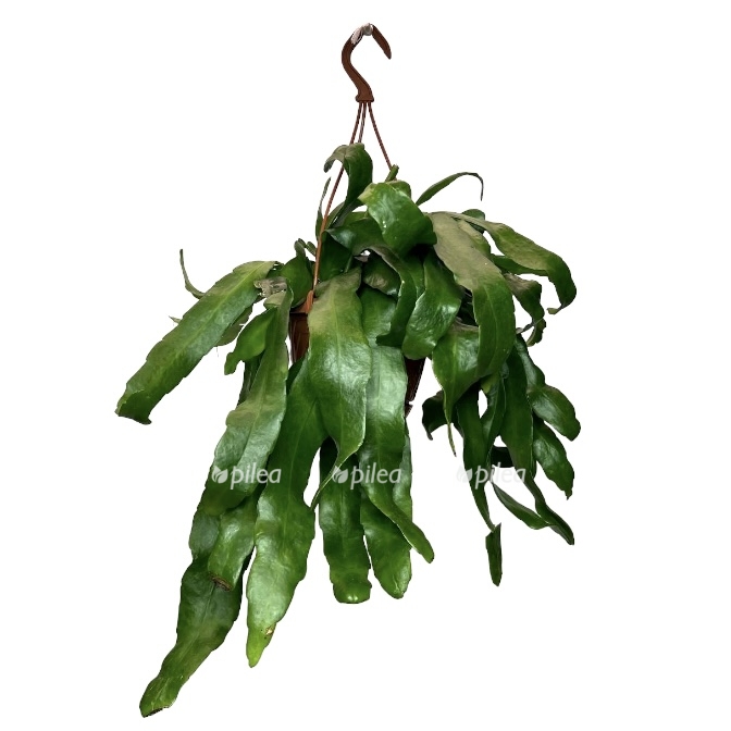 13b40d3e b0bc 407f b1b9 42c06ec69034