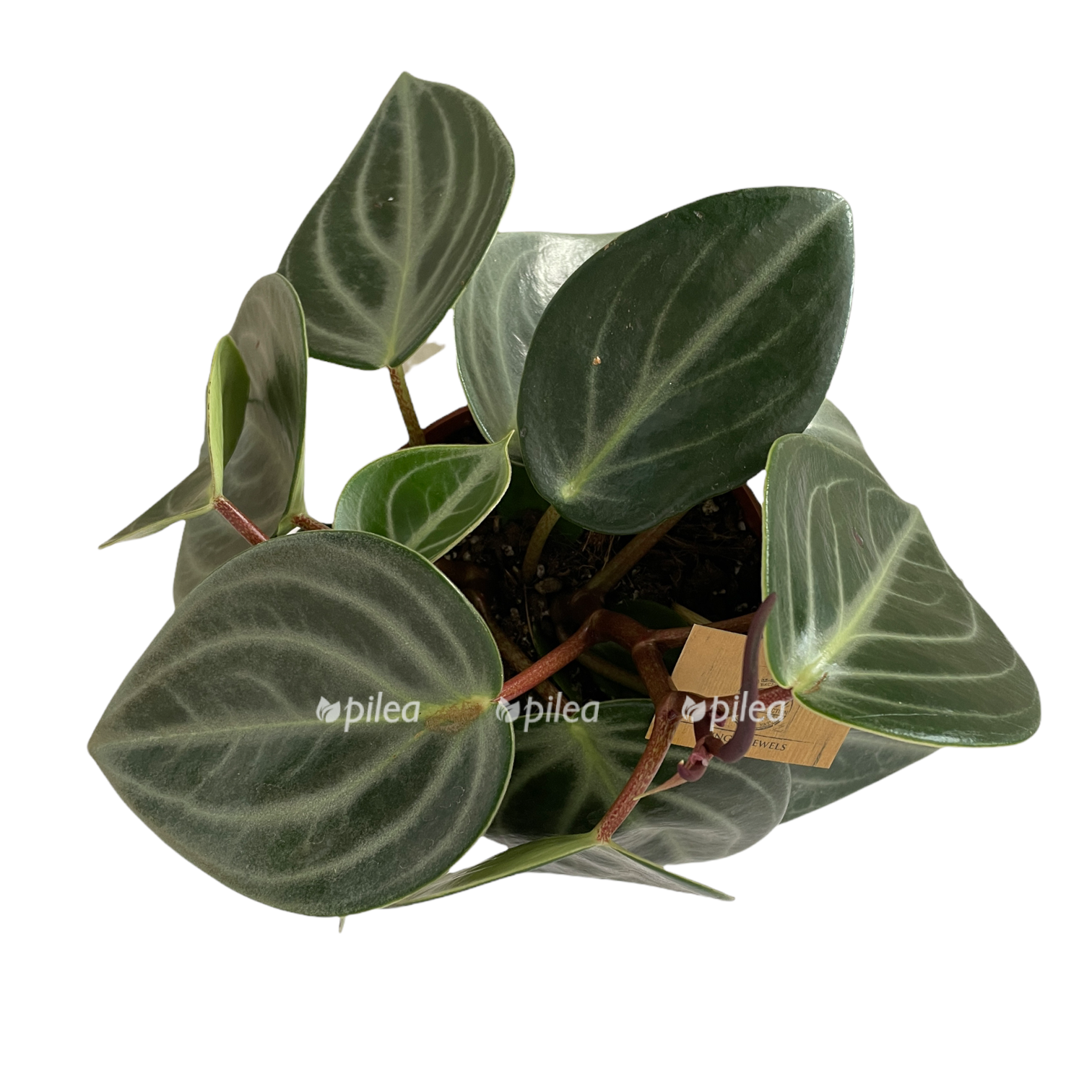 14296c7d 0fe4 4e56 95ce 920bd3be9766