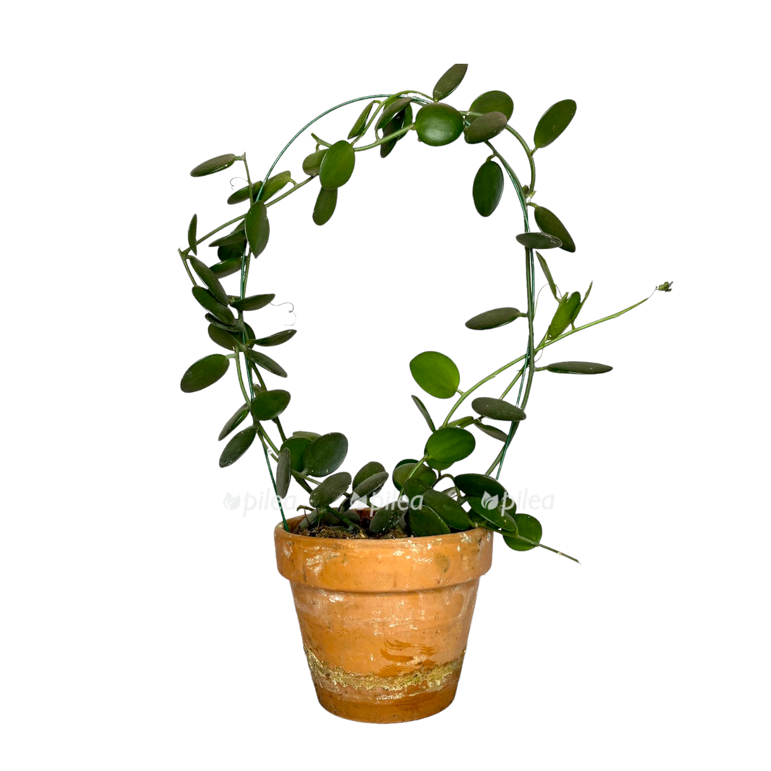 147d4903-927c-4315-be87-c1ebcb7f6120.png 147d4903 927c 4315 be87 c1ebcb7f6120