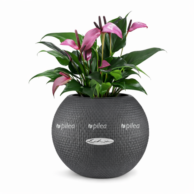 16d172bc 5efc 49ad bce4 eddc42537a81 e1768320277602