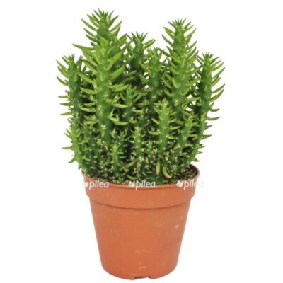 178 0 1 e1676529570831