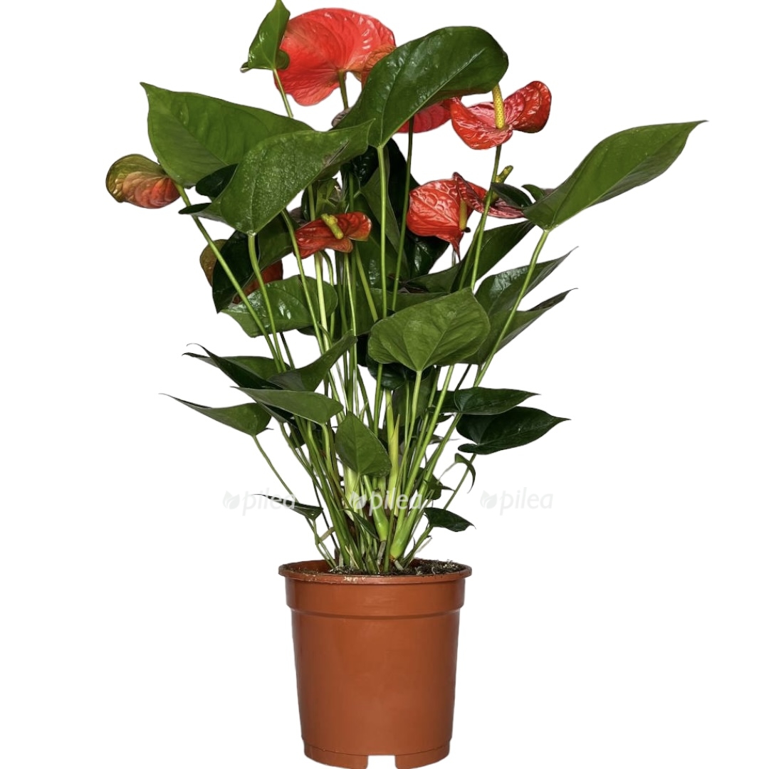 1912dd8e dace 4143 b522 ed5a723923ed