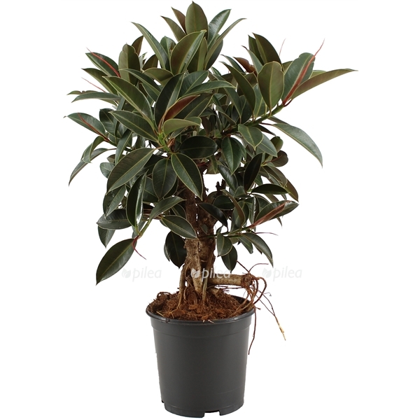 1964174_v_t5.jpg 1964174 v t5